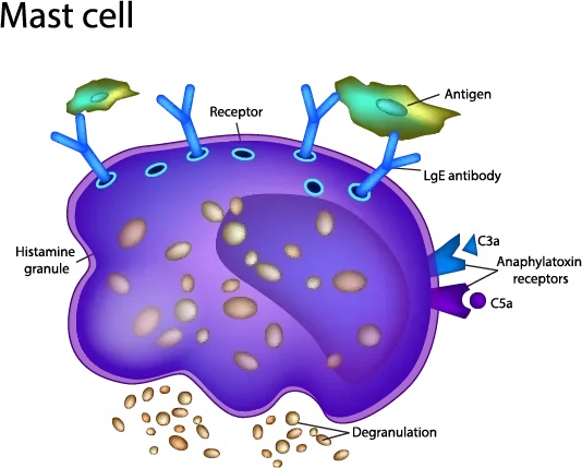 Getting to the Root Cause of Mast Cell Activation Syndrome